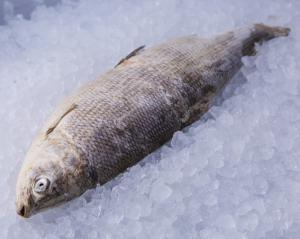 Росрыболовство сообщает коренному населению Севера: рыбы нет!