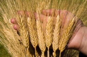 Семена уральских селекционеров дали рекордный урожай в стране