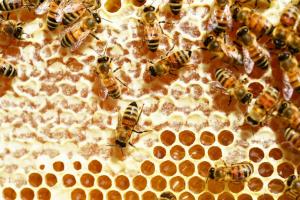 В Удмуртии для пчеловодов запустили новый информационный сервис