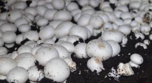 Правительство РФ отнесло грибы к сельскохозяйственной продукции