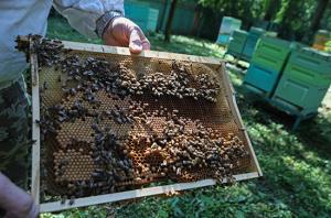 Путин подписал закон о пчеловодстве