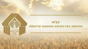 Первый миллион тонн зерна исследован специалистами Новороссийского филиала ФГБУ «Центр оценки качества зерна» с начала года