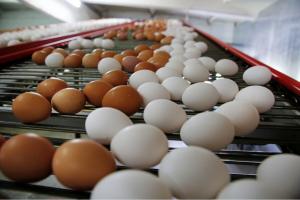 Эксперты: себестоимость производства яиц в РФ растет, но предприятия сдерживают цены