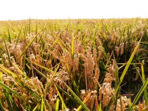 Посевы риса на Кубани могут сократиться