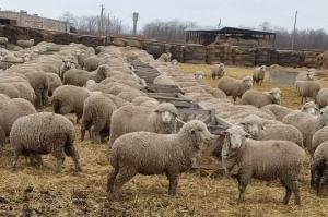 Ученые Донского агроуниверситета совместно с животноводами области работают над созданием новой популяции овец