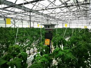 Лазерный робот для теплиц растет вместе с растениями