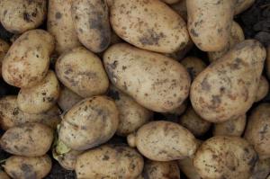 Белорусскую картошку высадят и вырастят в Приморье