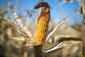 Вводятся вывозные пошлины на ячмень и кукурузу