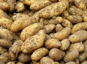 Россельхознадзор попросил приостановить поставки картофеля из Казахстана