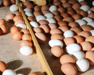 Себестоимость производства яиц продолжает расти