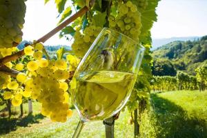 Росагролизинг поддержит виноградарей и виноделов России