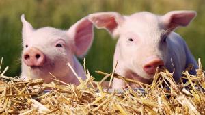 Африканская чума свиней обнаружена на ферме в исправительной колонии Ярославля