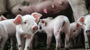 Современные тенденции свиноводства на выставке АГРОС-2021 с 18 по 20 мая в МВЦ «Крокус Экспо»