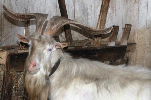 Почему уникальная ферма на Алтае оказалась на грани гибели