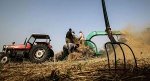 Одни в поле: российские аграрии так и не дождались мигрантов