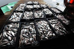 Росрыболовство: ограничение экспорта рыбы в КНР позволило развить новые маршруты поставок