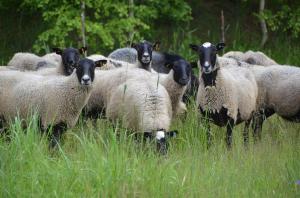 Свыше 6 тысяч голов племенных овец романовской породы содержат в хозяйствах Ярославской области