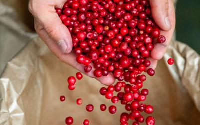 Оптические сортировщики TOMRA FOOD способствуют увеличению рентабельности производителя дикорастущих ягод из Карелии