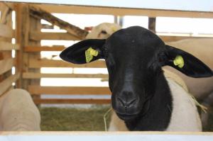 Ставропольские фермеры разводят овец редких пород