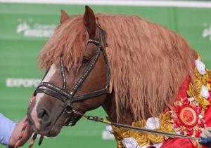 Тяжеловоз из подмосковного Чехова стал абсолютным чемпионом международной конной выставки «Иппосфера-2021»