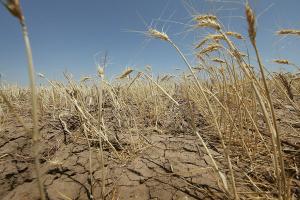ВНИИ ГОЧС предупредил об угрозе засухи в Оренбуржье