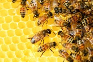 Пчеловодство развивается в Сахалинской области
