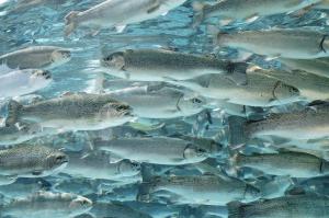 В Челябинской области введены новые правила рыболовства