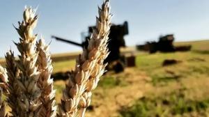 Фермеры Башкирии подсчитывают убытки от засухи