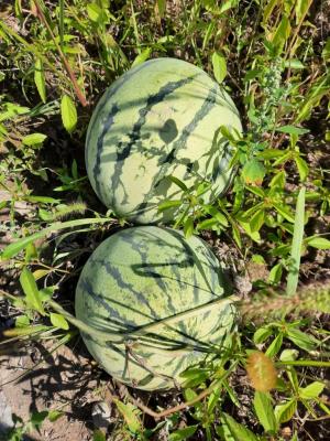 Аграрии Хабаровского края в этом году собрали рекордные урожаи арбузов