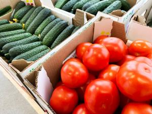 Подмосковье удерживает 2 место в рейтинге регионов РФ по валовому сбору овощей в зимних теплицах
