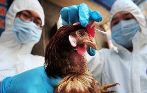 Борьба с распространением высокопатогенного гриппа птиц: новые ветеринарные правила