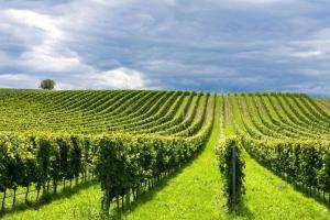 В России введут новую категорию земель под «возделывание винограда»