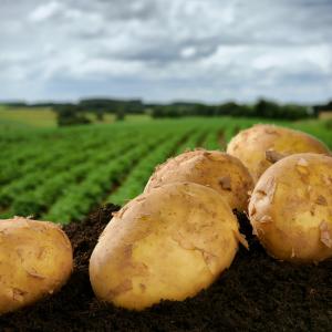 Выращивающие картофель ЛПХ получат субсидии