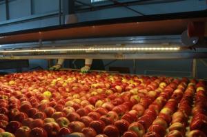 В Чеченской Республике ввели в эксплуатацию фруктохранилище на 10 тыс. т продукции