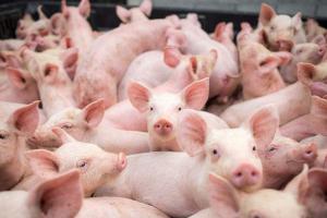 Отрасль свиноводства РФ в 2021 г может не показать рост впервые за 15 лет
