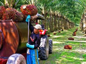 Производители решили бороться против дискриминации пальмового масла