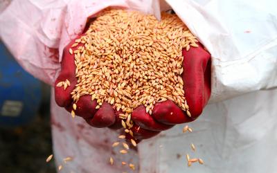 Правительство одобрило введение ежегодной квоты на экспорт зерновых