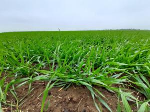 В Республике Крым 85% посевов озимых зерновых культур находится в хорошем и удовлетворительном состоянии