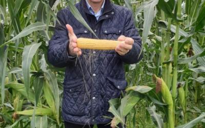 В Вологодской области вернулись к выращиванию кукурузы
