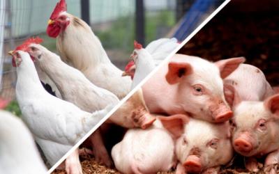 Правительство Тульской области ввело новую субсидию для животноводов
