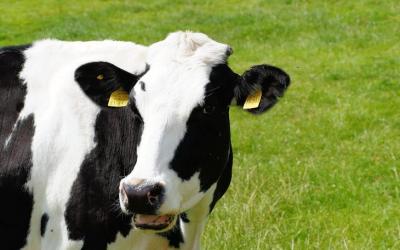 Селекцию коров с заданными свойствами молока осуществят в Ставропольском ГАУ