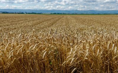 Цены на пшеницу на юге РФ резко пошли вниз