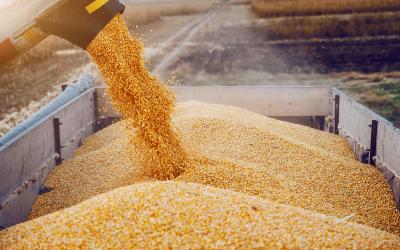 В России с 15 февраля вводится квота на экспорт зерна