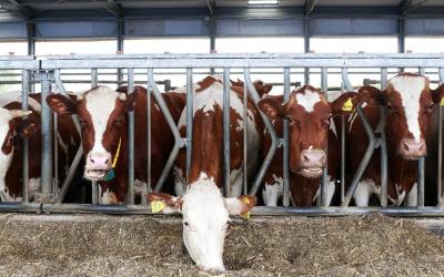 Крупные агрохолдинги отказались строить молочные комплексы в Ростовской области