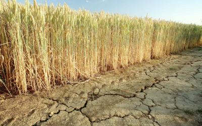 Эксперт по агрострахованию назвал регионы с большим риском засухи
