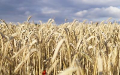 Зерновой союз просит Путина срочно отменить пошлины на экспорт зерна и масличных