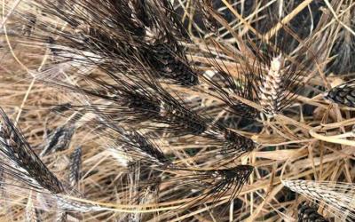 Пшеница из коллекции ВИР устойчива к бурой ржавчине в разных регионах России