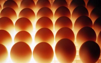 Минсельхоз ищет возможности расширения географии импорта инкубационных яиц в РФ