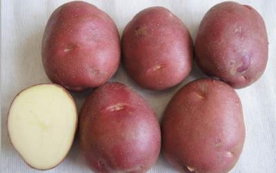 Уральские ученые вывели новый сорт раннего картофеля