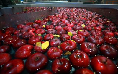 «Агроном-сад» обеспечит российского потребителя свежим яблоком